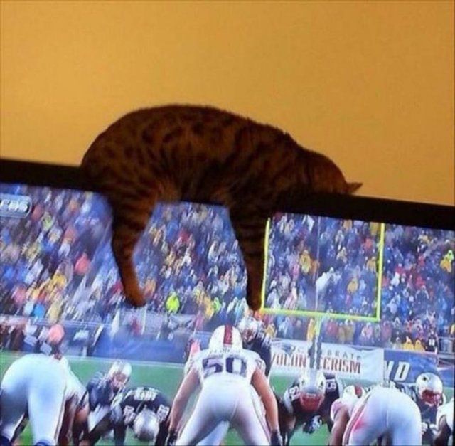 Це моє місце: фото нахабних котів, які заважають господарям - фото 388546