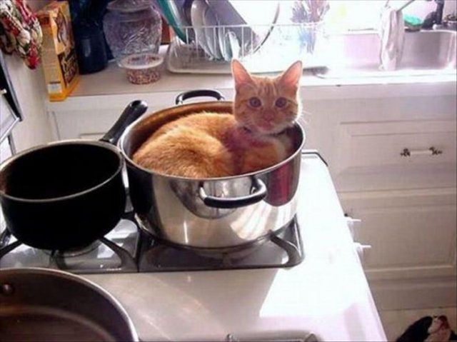 Це моє місце: фото нахабних котів, які заважають господарям - фото 388548
