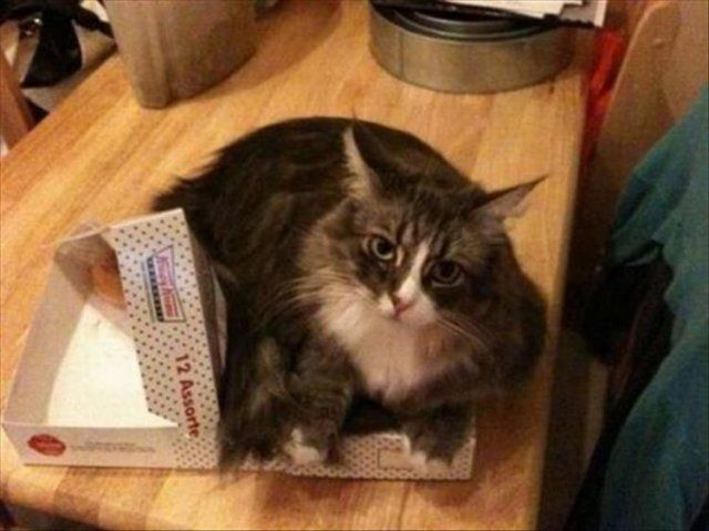 Це моє місце: фото нахабних котів, які заважають господарям - фото 388550