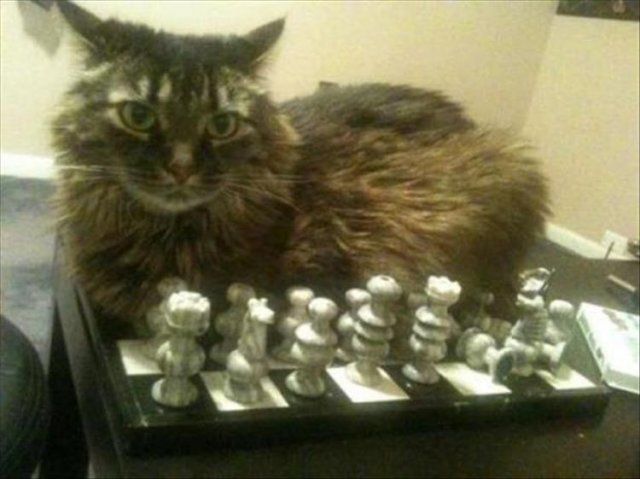 Це моє місце: фото нахабних котів, які заважають господарям - фото 388551