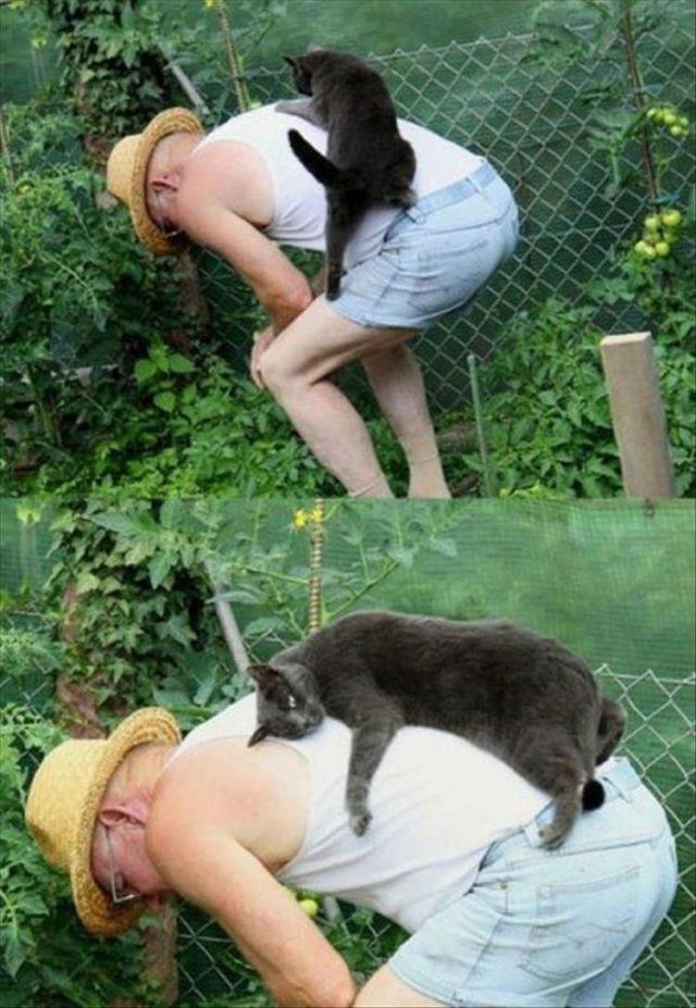 Це моє місце: фото нахабних котів, які заважають господарям - фото 388556