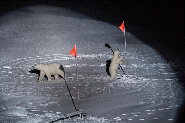 Фотографії, що вражають: названі фіналісти World Press Photo 2020 - фото 388608