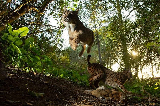 Фотографії, що вражають: названі фіналісти World Press Photo 2020 - фото 388626