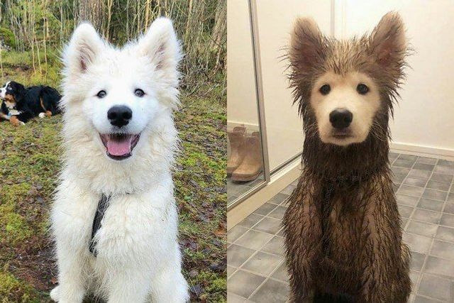 Не час нудьгувати: епічні фото, чому варто завести собаку - фото 388685