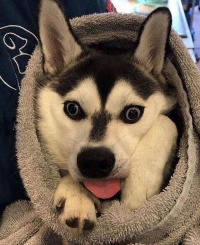 Не час нудьгувати: епічні фото, чому варто завести собаку - фото 388689