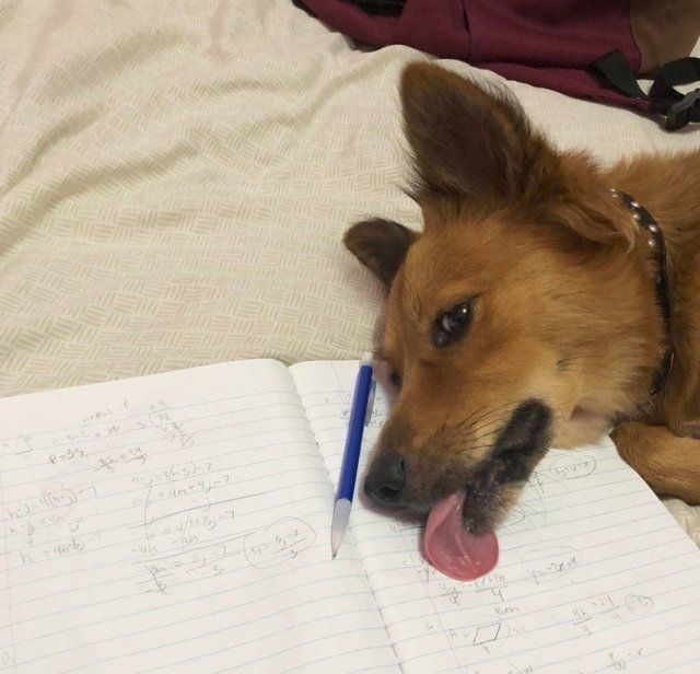 Не час нудьгувати: епічні фото, чому варто завести собаку - фото 388690