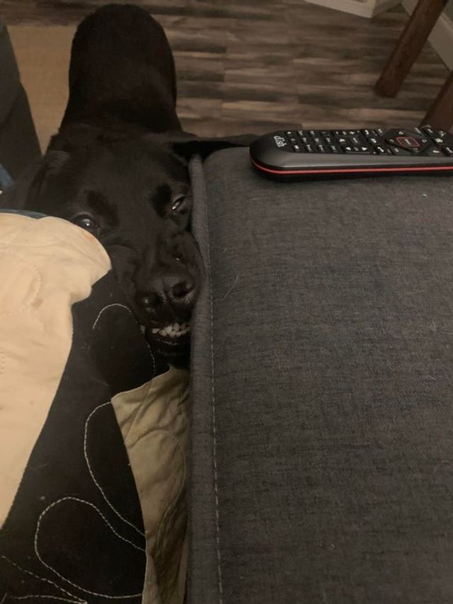 Не час нудьгувати: епічні фото, чому варто завести собаку - фото 388692