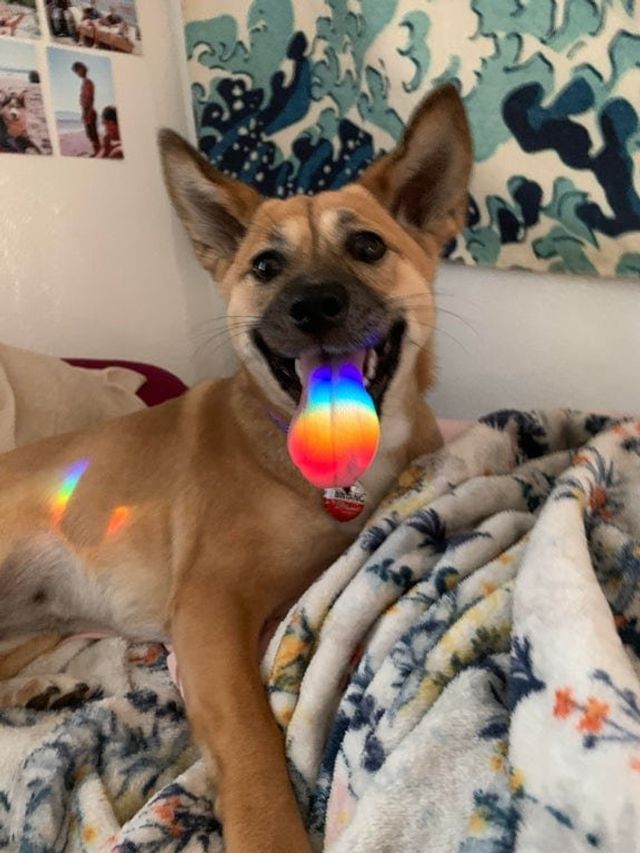 Не час нудьгувати: епічні фото, чому варто завести собаку - фото 388694