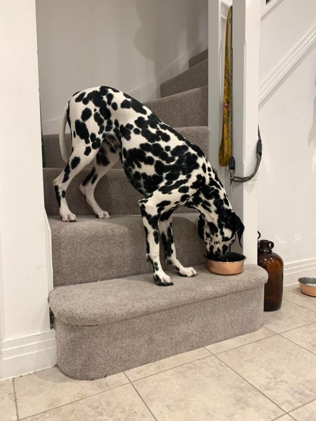 Не час нудьгувати: епічні фото, чому варто завести собаку - фото 388696