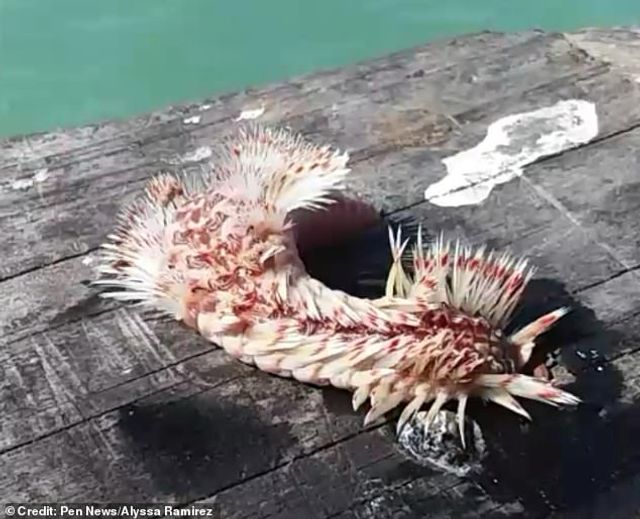 Рибалка зловила моторошну отруйну істоту: такого ви точно не бачили - фото 388907