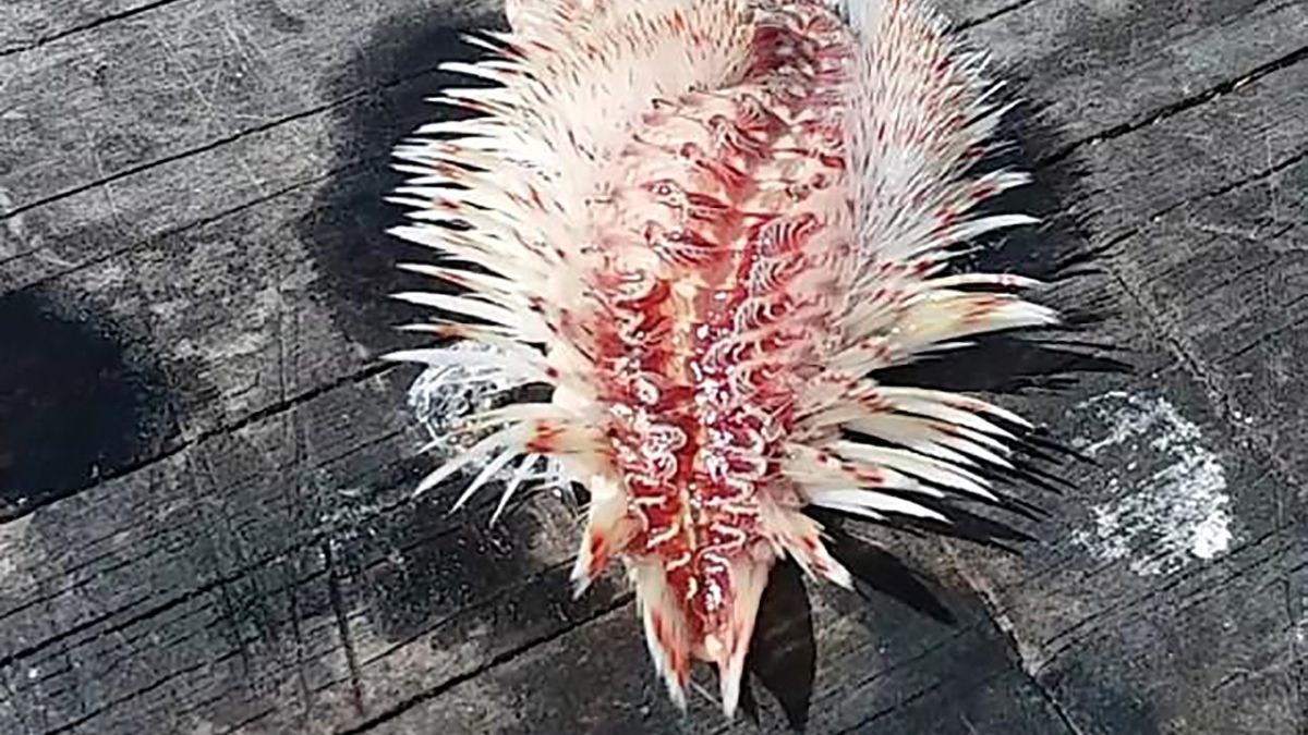 Рибалка зловила моторошну отруйну істоту: такого ви точно не бачили