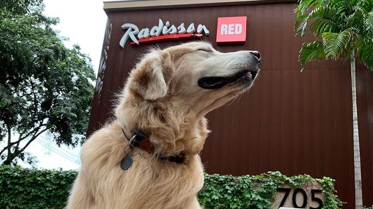 В ОАЕ з'явився готель для відпочинку з домашніми улюбленцями