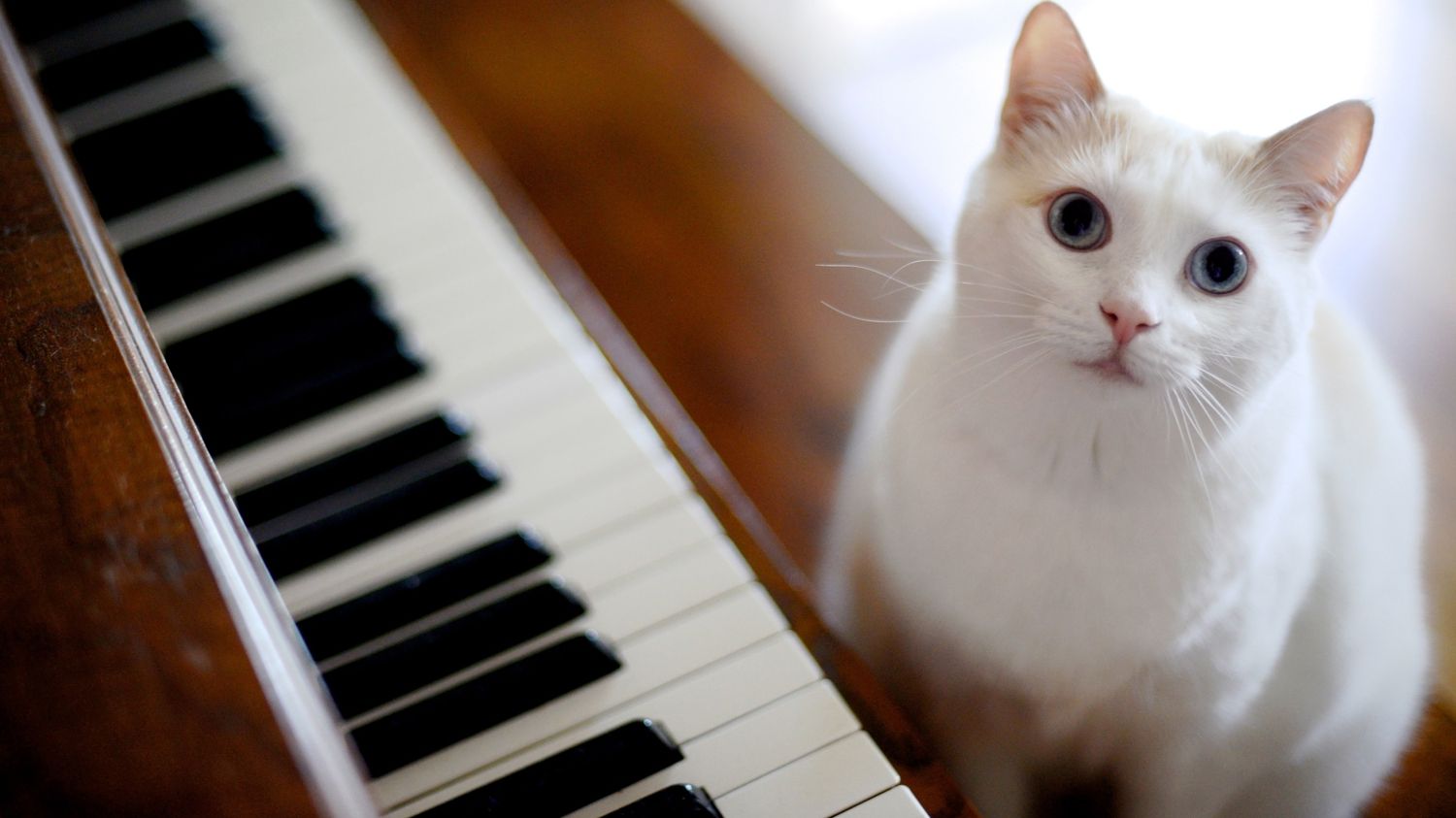 Як насправді музика впливає на вашого домашнього улюбленця