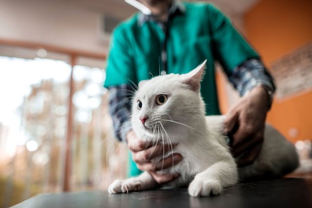 Як насправді музика впливає на вашого домашнього улюбленця - фото 389068