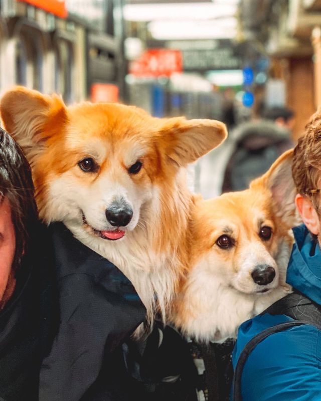 Коргі у рюкзаку став зіркою мережі: фото, які змушують завести домашнього улюбленця - фото 389105