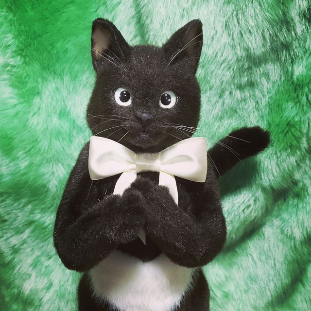 Дизайнер робить сумки у вигляді дуже реалістичних кішок: фотофакт - фото 389116