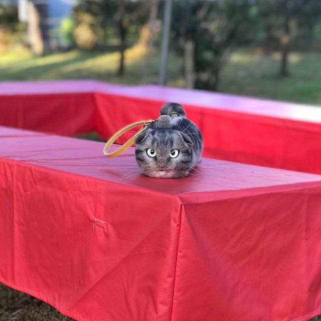 Дизайнер робить сумки у вигляді дуже реалістичних кішок: фотофакт - фото 389119