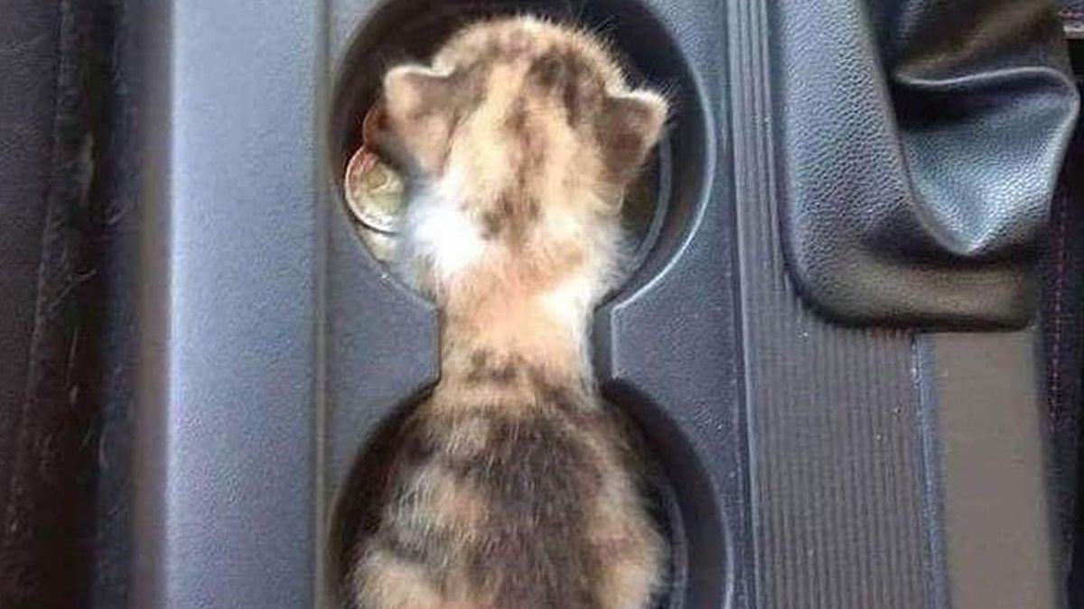 Підстакотик: користувачі мережі сміються над новим автомобільним аксесуаром (фотофакт) - фото 1