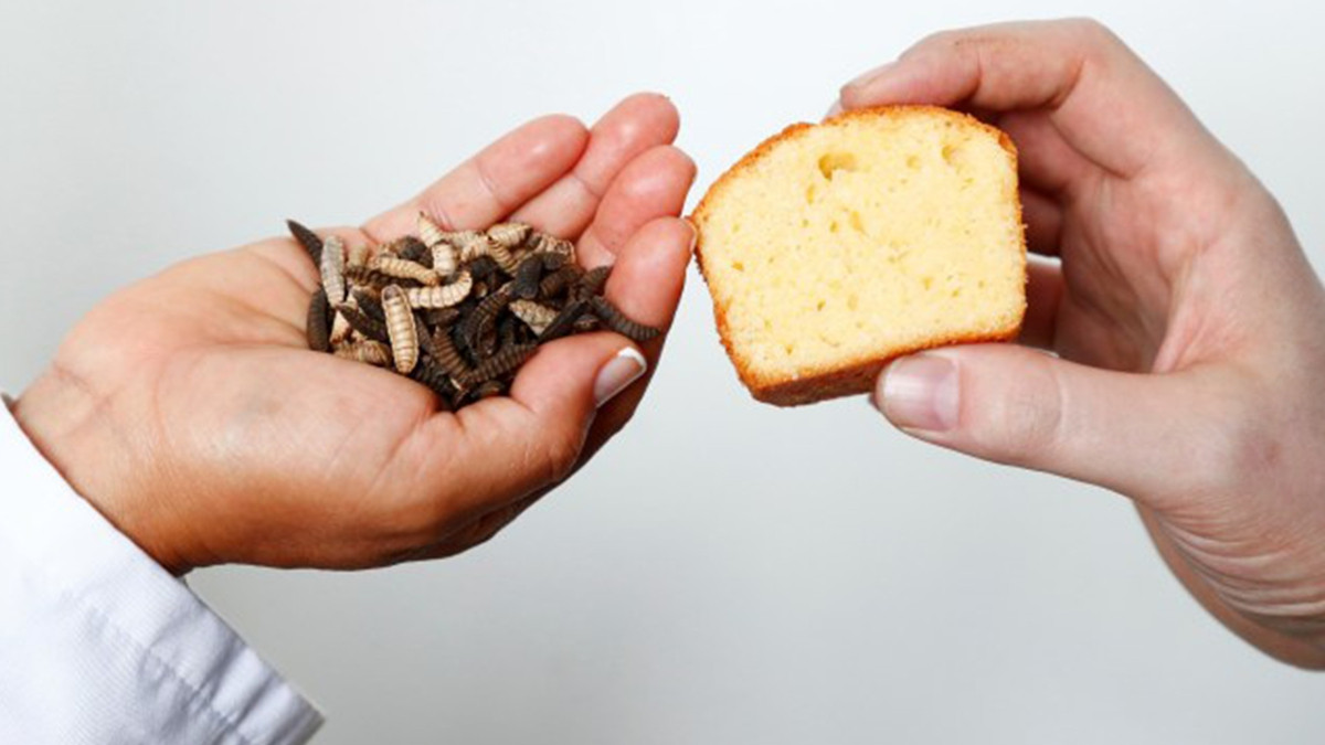 Вчені приготували кекс з "масла" комах - фото 1