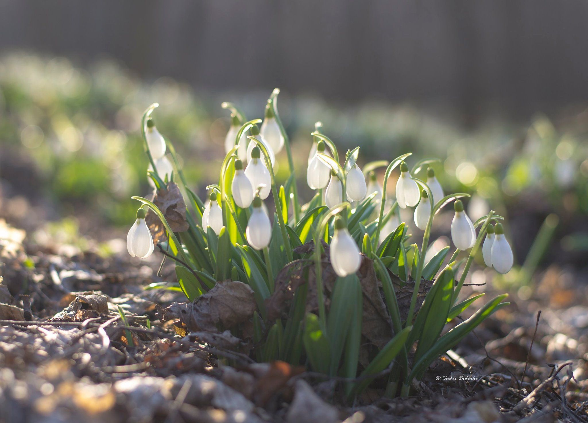 5 березня 2020 – яке сьогодні свято: традиції, заборони і прикмети