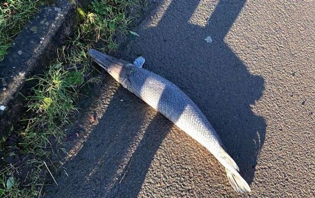 На березі річки у Британії виявили загадкову істоту - фото 389621