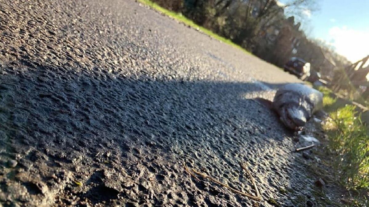 На березі річки у Британії виявили загадкову істоту