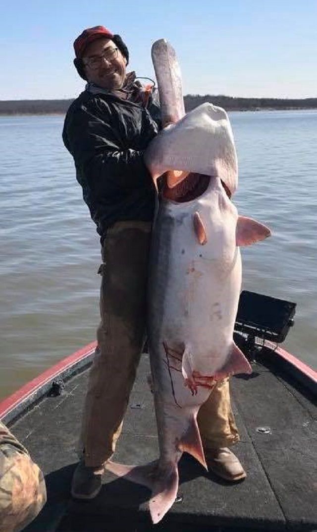В озері Кістон у США виловили рекордно велику рибу: фотофакт - фото 389794