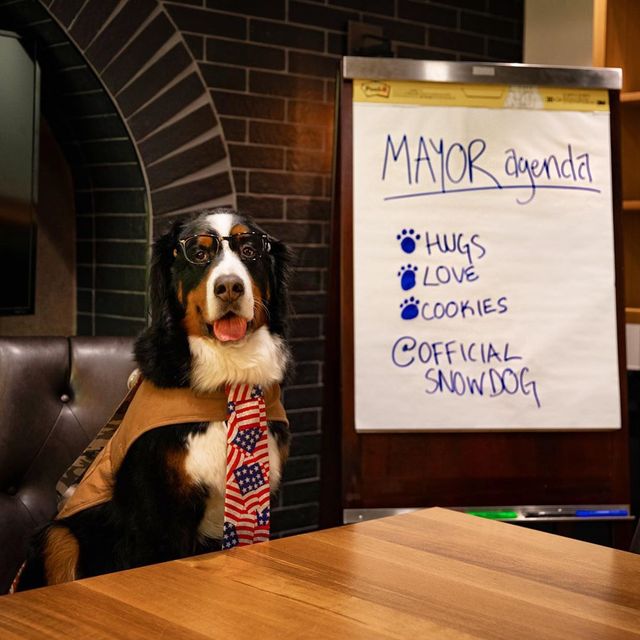 Мером американського міста став собака, який має незвичайні обов'язки - фото 389881