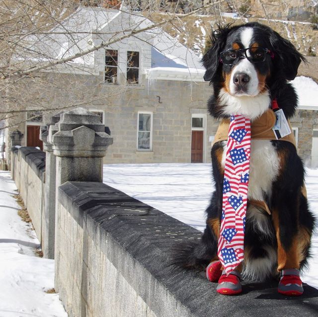 Мером американського міста став собака, який має незвичайні обов'язки - фото 389882
