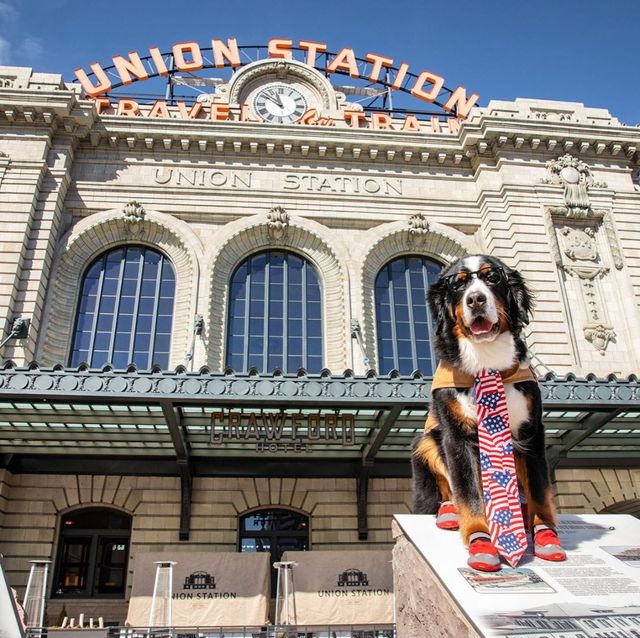 Мером американського міста став собака, який має незвичайні обов'язки - фото 389883
