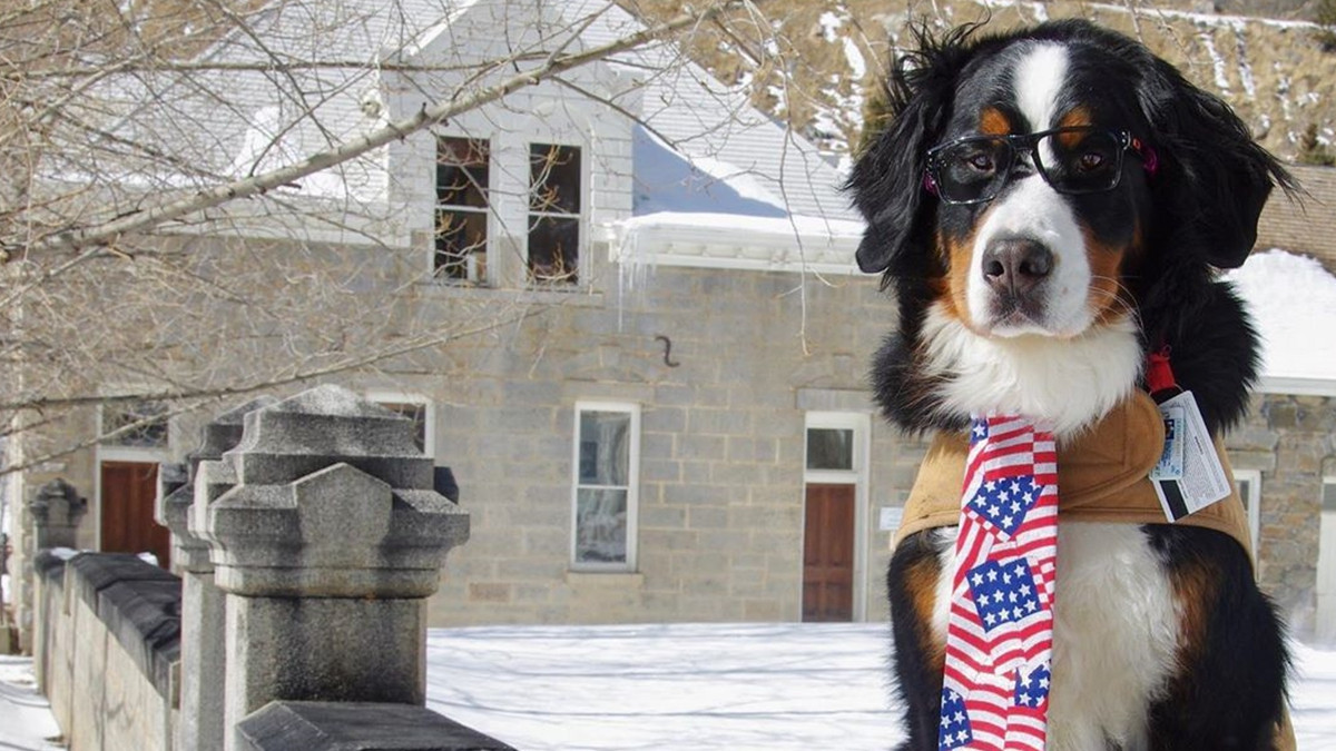 Мером американського міста став собака, який має незвичайні обов'язки - фото 1
