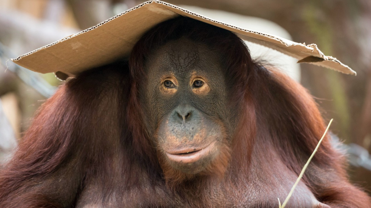 Знайдено єдиного у світі орангутанга-альбіноса: фото - фото 1
