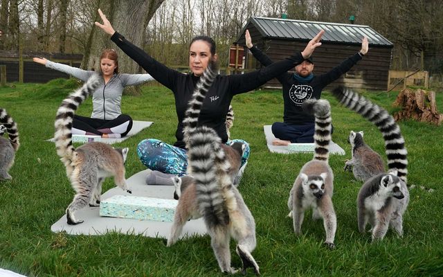 Як проходить йога з лемурами в одному з готелів в Англії: кумедні фото - фото 390267
