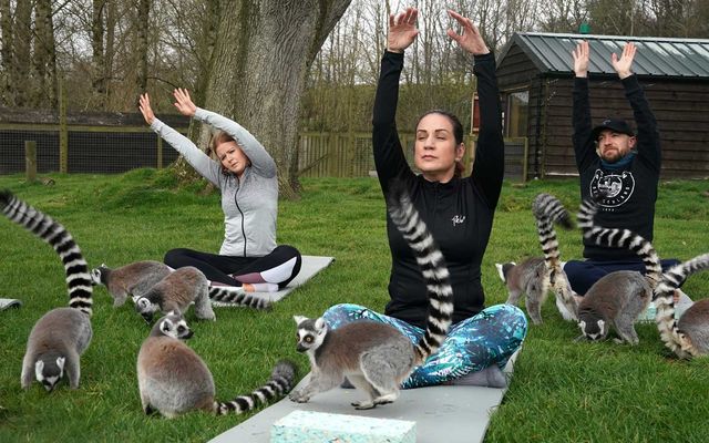 Як проходить йога з лемурами в одному з готелів в Англії: кумедні фото - фото 390269