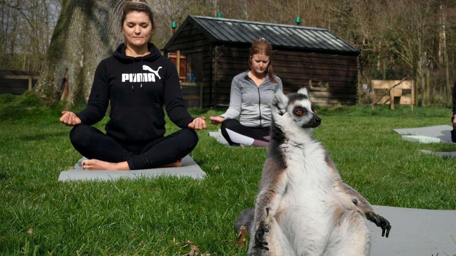 Йога з лемурами - фото 1