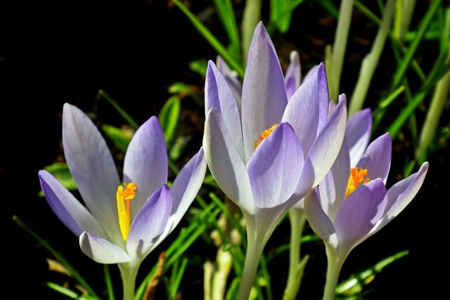 8 березня 2020 – яке сьогодні свято: традиції, заборони і прикмети - фото 390438