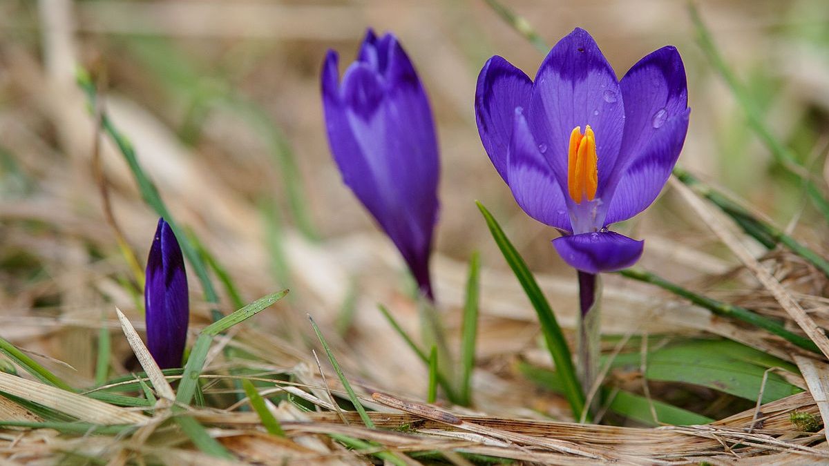 Шафран - фото 1