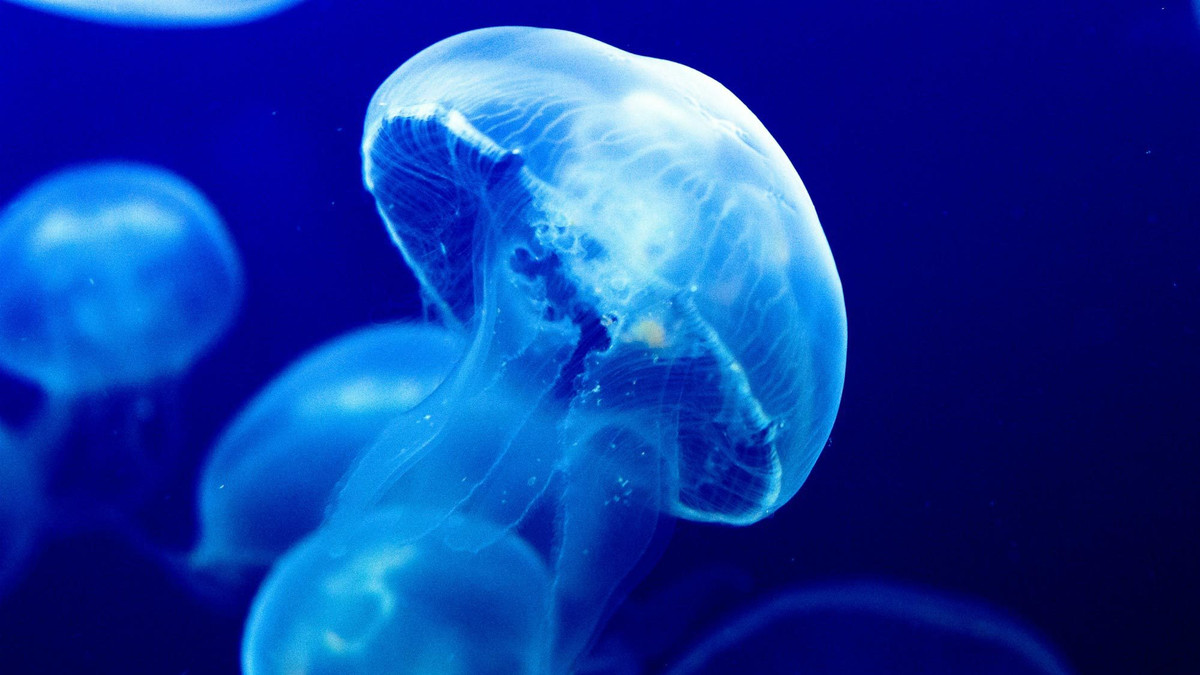 Медуза - фото 1