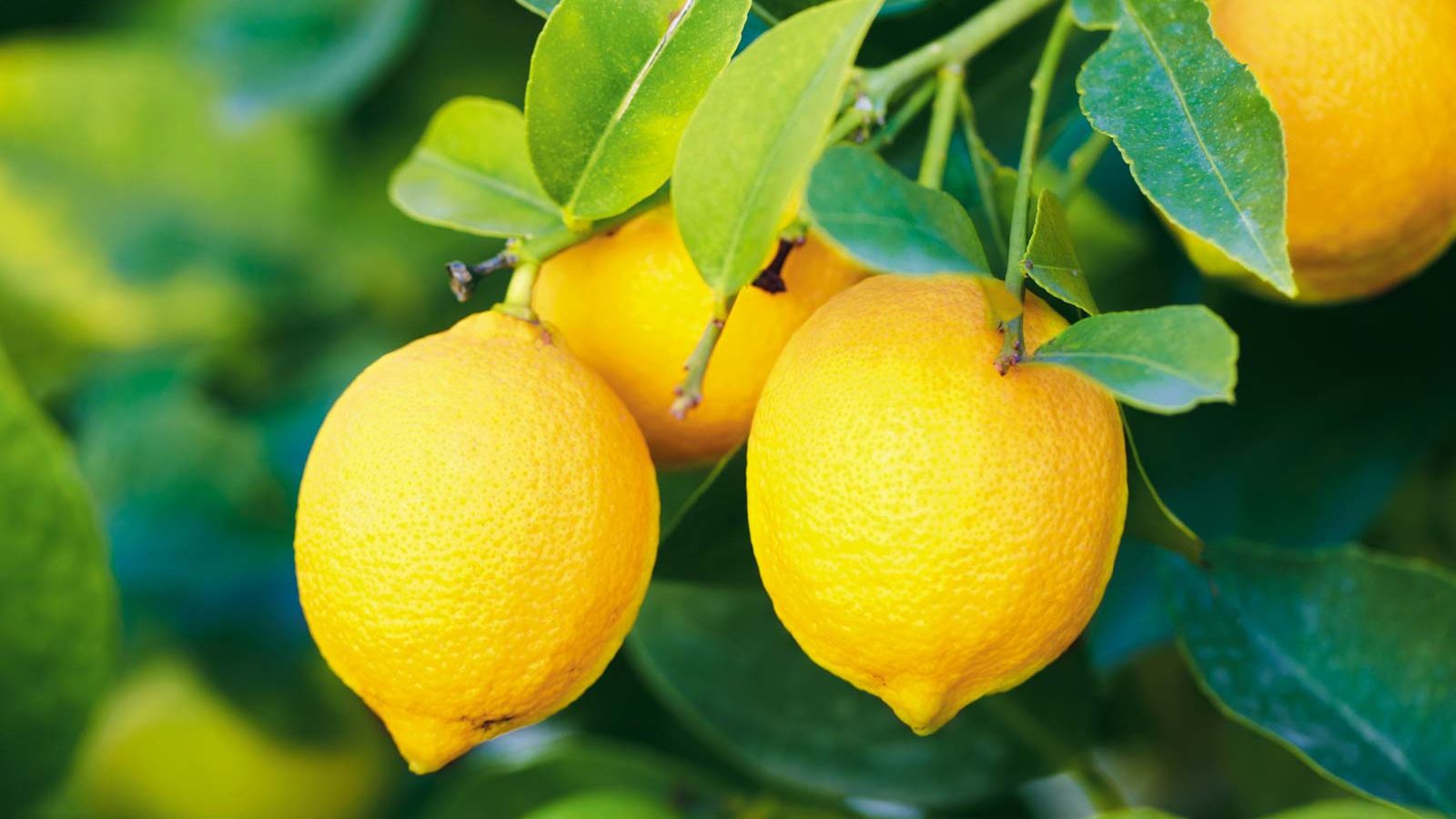 Лимони - фото 1