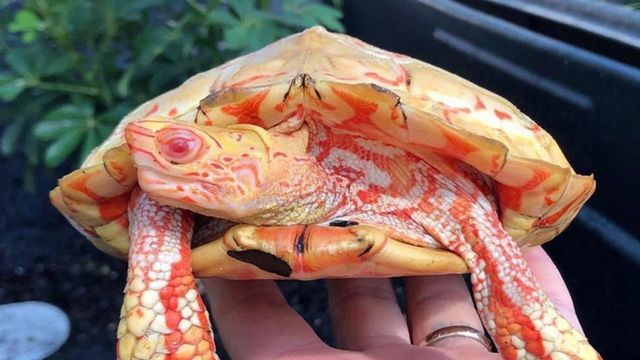 Унікальна черепаха-альбінос здивувала мережу: вражаючі кадри - фото 390892
