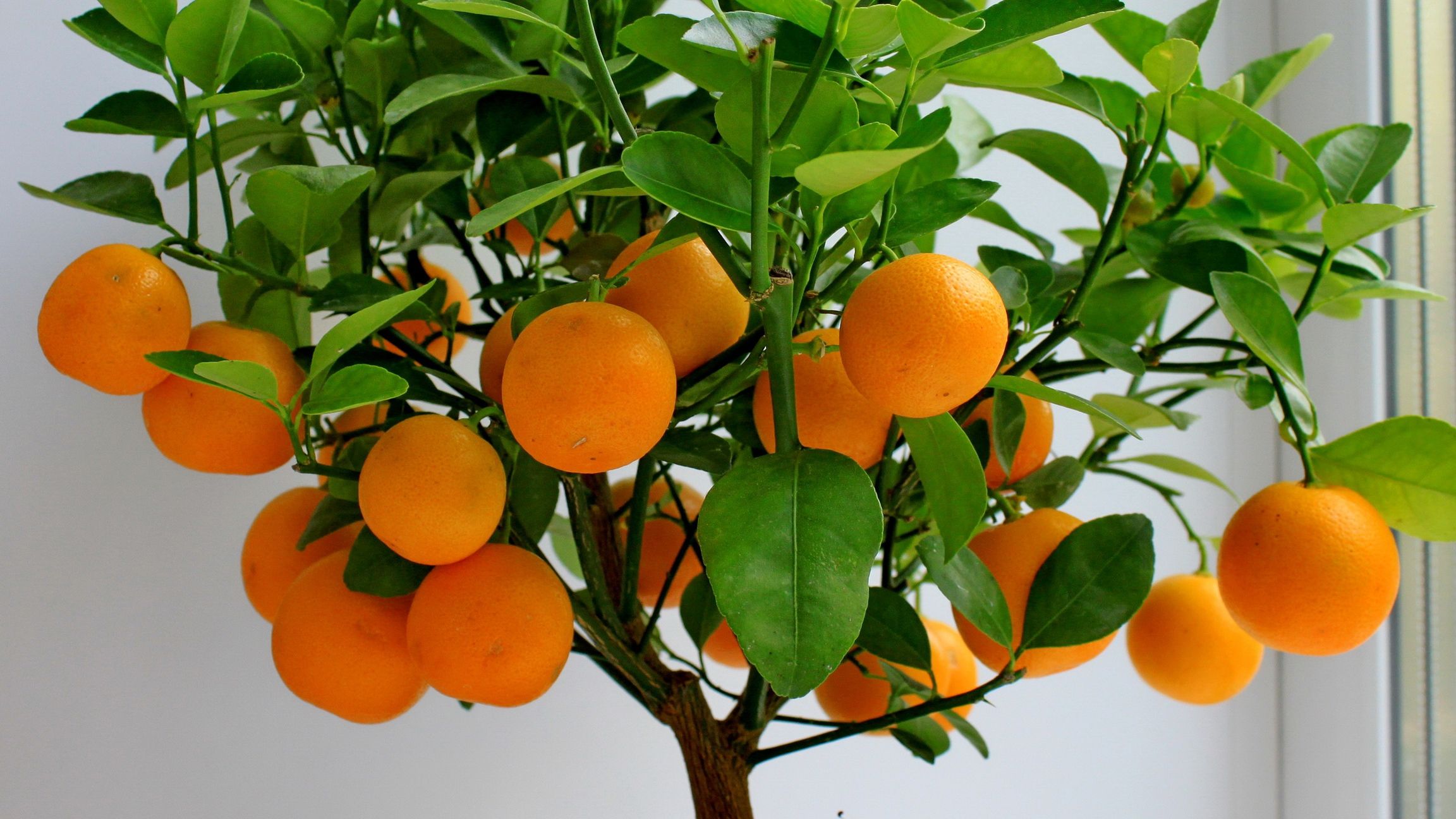 Цитрусові - фото 1