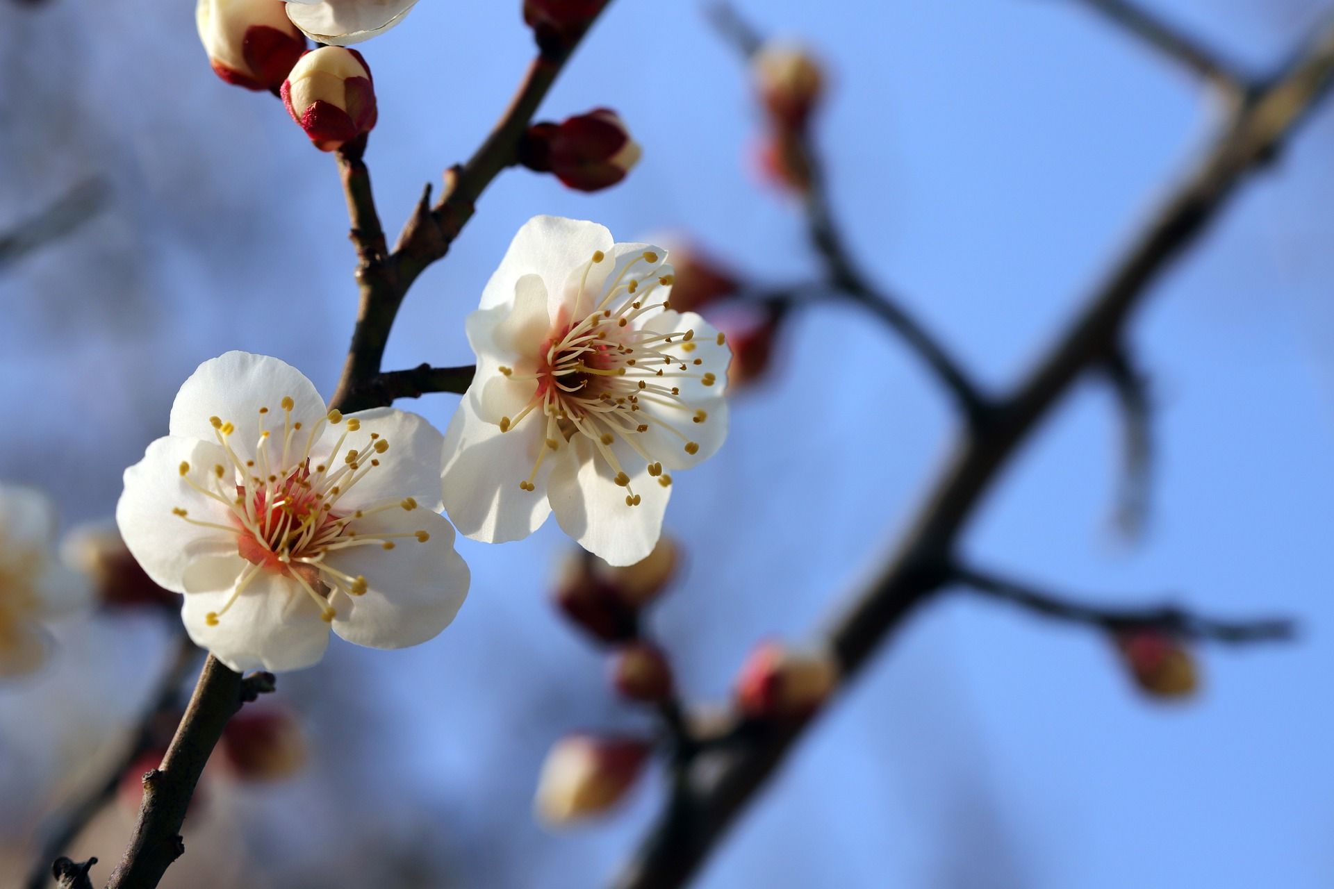 10 колоритних українських слів про весну, які збагатять ваше мовлення