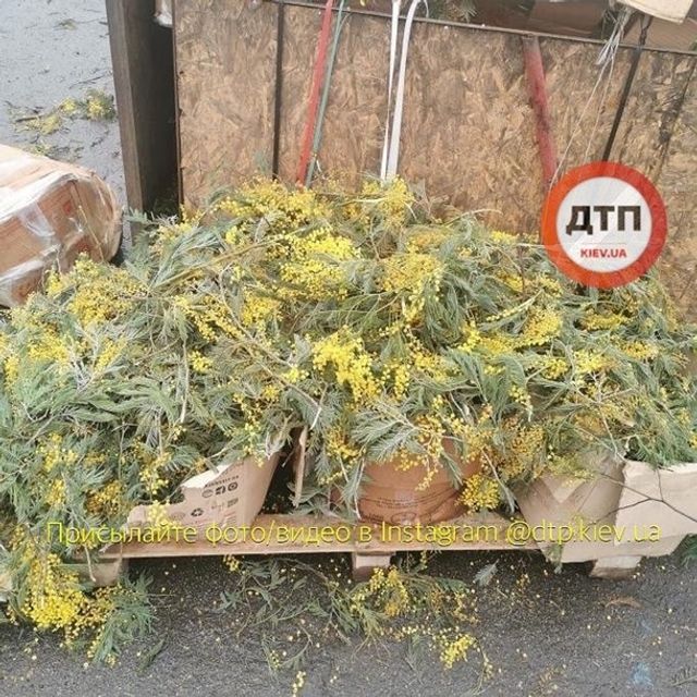 Звалище не проданих на 8 березня квітів показали у мережі - фото 391293