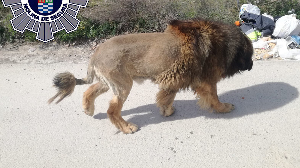В Іспанії помітили собаку, який дуже схожий на лева: фотофакт - фото 1