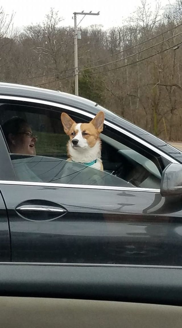 Коргі теж бувають злими: епічні фото невдоволених собак - фото 391419