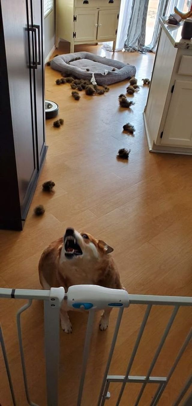 Коргі теж бувають злими: епічні фото невдоволених собак - фото 391421