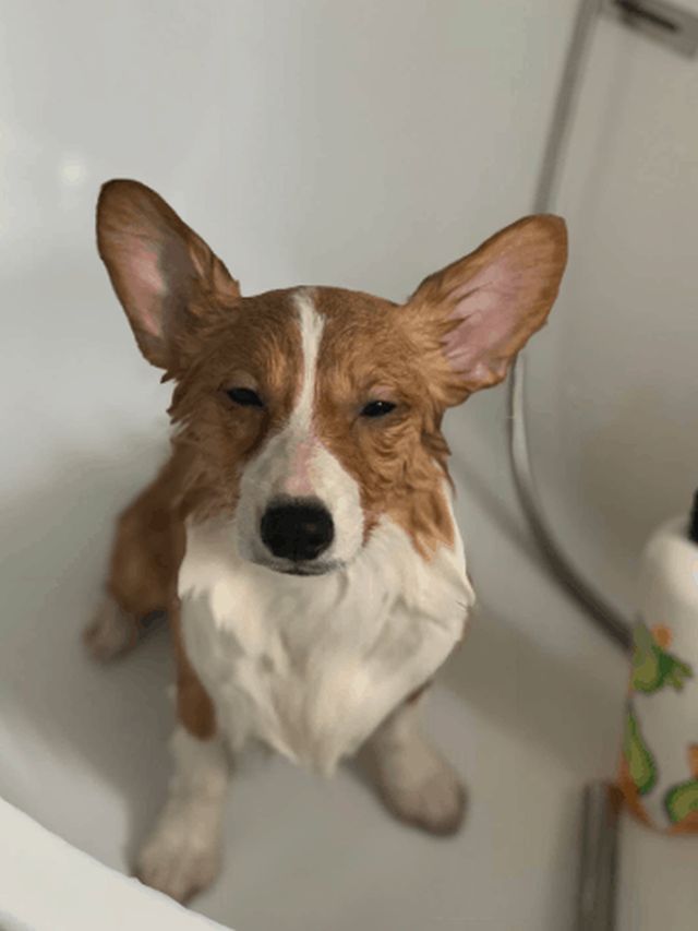 Коргі теж бувають злими: епічні фото невдоволених собак - фото 391422