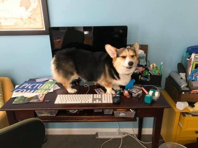 Коргі теж бувають злими: епічні фото невдоволених собак - фото 391423