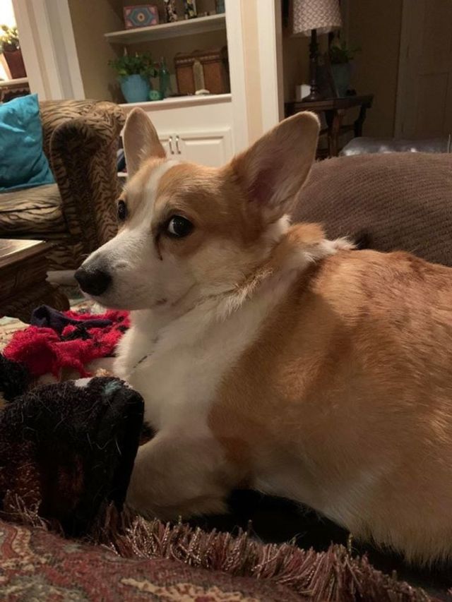 Коргі теж бувають злими: епічні фото невдоволених собак - фото 391426