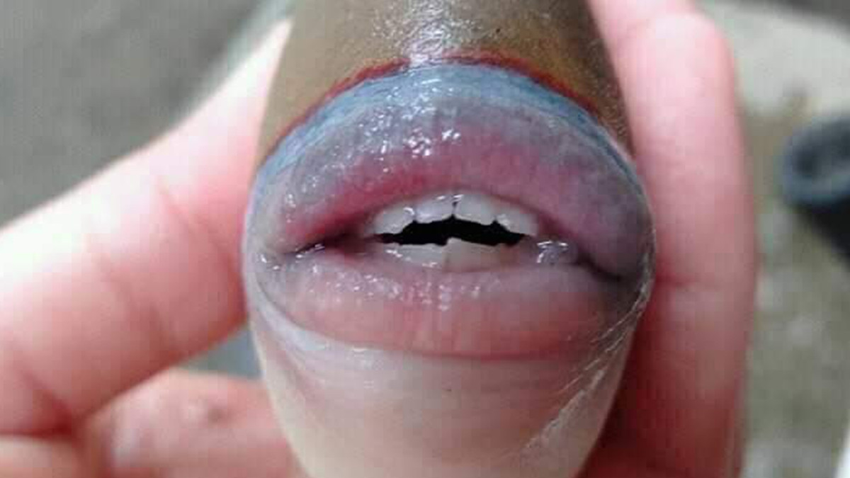 Мережу здивувала риба з людськими губами і зубами: фотофакт - фото 1